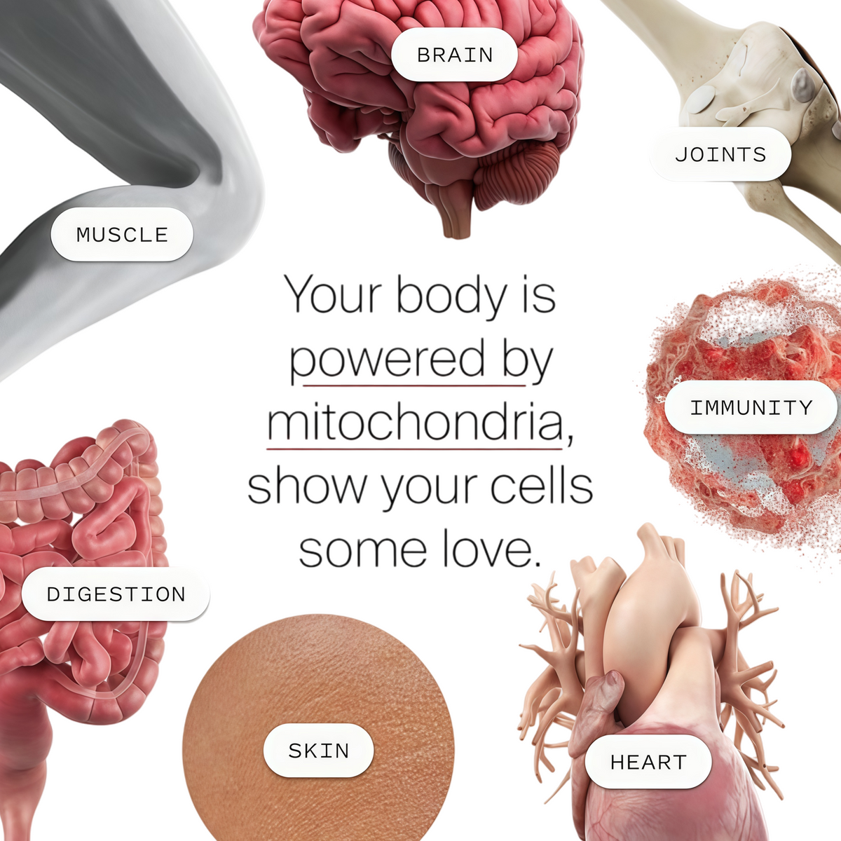 Mitopure Softgels